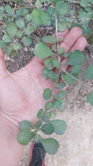 Randia obcordata