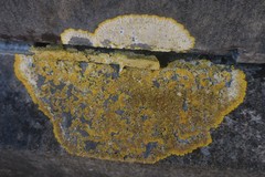 Variospora aurantia