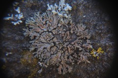 Phaeophyscia orbicularis