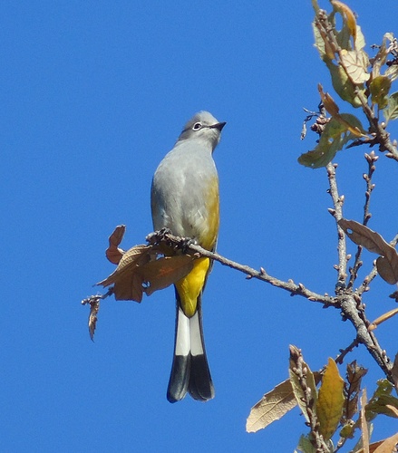 Capulinero gris (Aves Fraccionamiento Bosques Tres Marías, Morelia