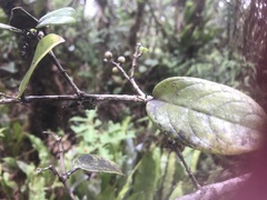 Kadua