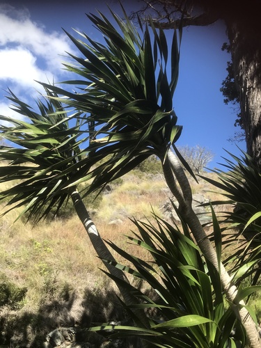 Dracaena fernaldii