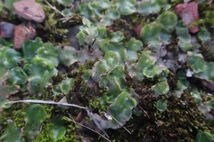 Lunularia cruciata