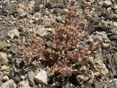 Calyptridium roseum