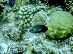 Hypoplectrus chlorurus