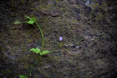 Commicarpus chinensis