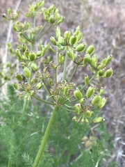 Lomatium grayi