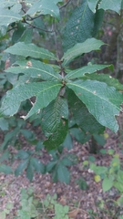 Quercus rysophylla