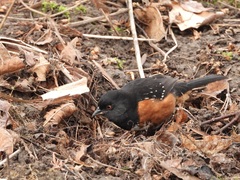 Pipilo maculatus oregonus