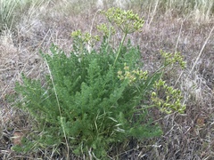 Lomatium grayi