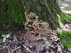 Thelephora americana