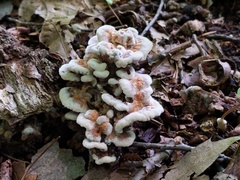 Thelephora americana