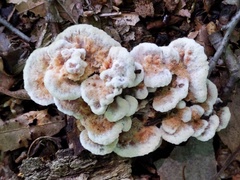 Thelephora americana