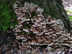 Thelephora americana