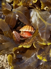 Acanthocardia paucicostata