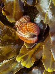 Acanthocardia paucicostata