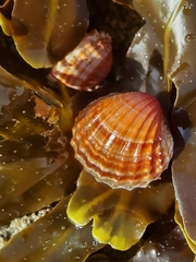 Acanthocardia paucicostata