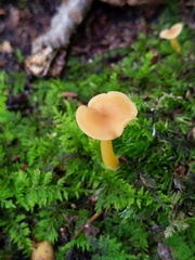 Entoloma unicolor