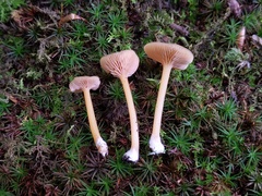 Entoloma unicolor