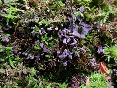 Thelephora cuticularis