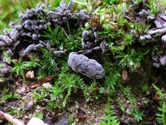Thelephora cuticularis