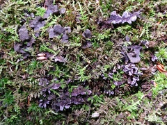 Thelephora cuticularis