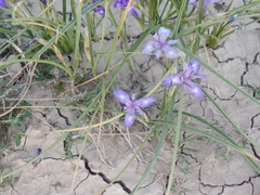 Moraea sisyrinchium