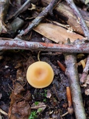 Entoloma unicolor