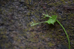 Commicarpus chinensis