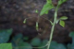 Commicarpus chinensis