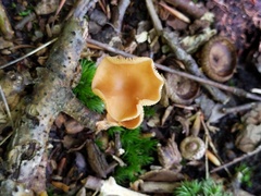 Entoloma unicolor