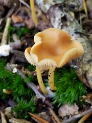 Entoloma unicolor