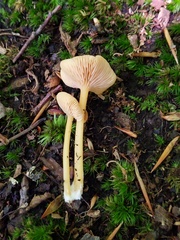 Entoloma unicolor