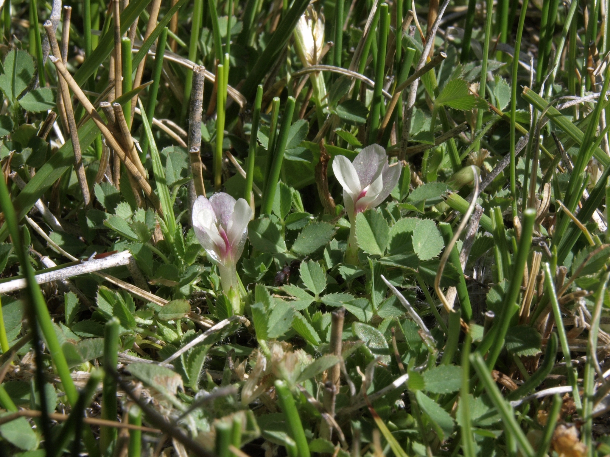 Trifolium monanthum ssp. monanthum