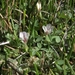 Trifolium monanthum monanthum - Photo (c) Jim Morefield, osa oikeuksista pidätetään (CC BY), lähettänyt Jim Morefield