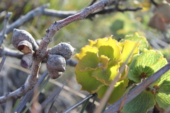 Hakea cucullata