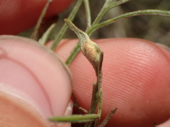 Aceria paracalifornica