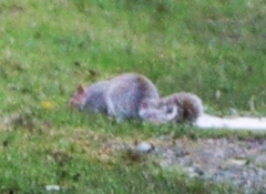 Sciurus carolinensis