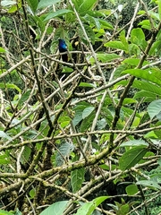 Campylopterus falcatus