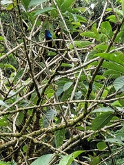 Campylopterus falcatus