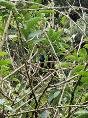 Campylopterus falcatus