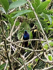 Campylopterus falcatus