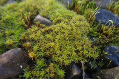 Syntrichia ruralis