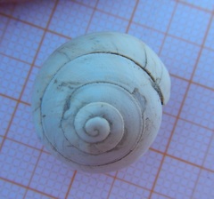 Sphincterochila candidissima