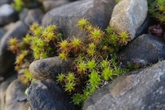 Syntrichia ruralis