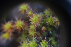 Syntrichia ruralis