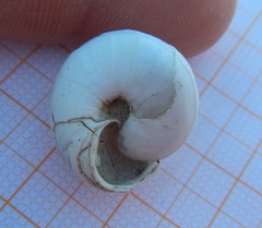 Sphincterochila candidissima