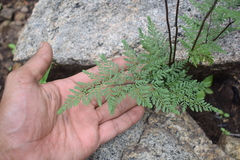 Cheilanthes tenuifolia