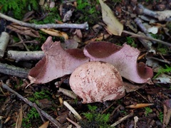 Hydnellum ioeides