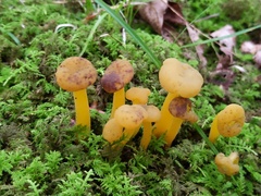 Hypomyces leotiicola